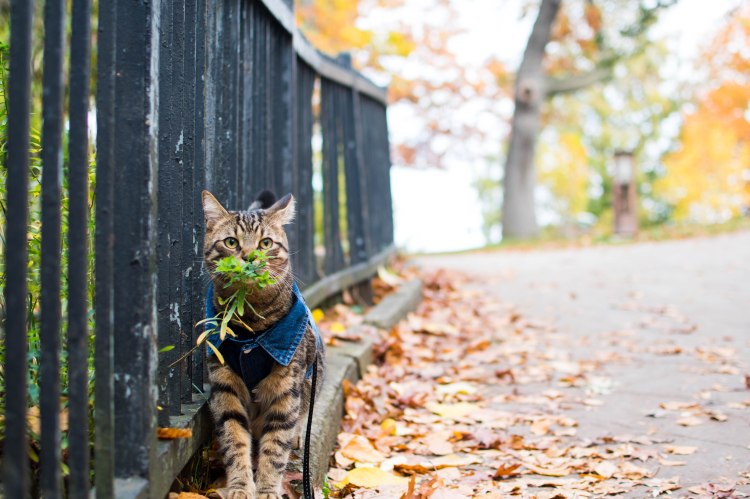 Why I Started Cat&nbsp;Exploring