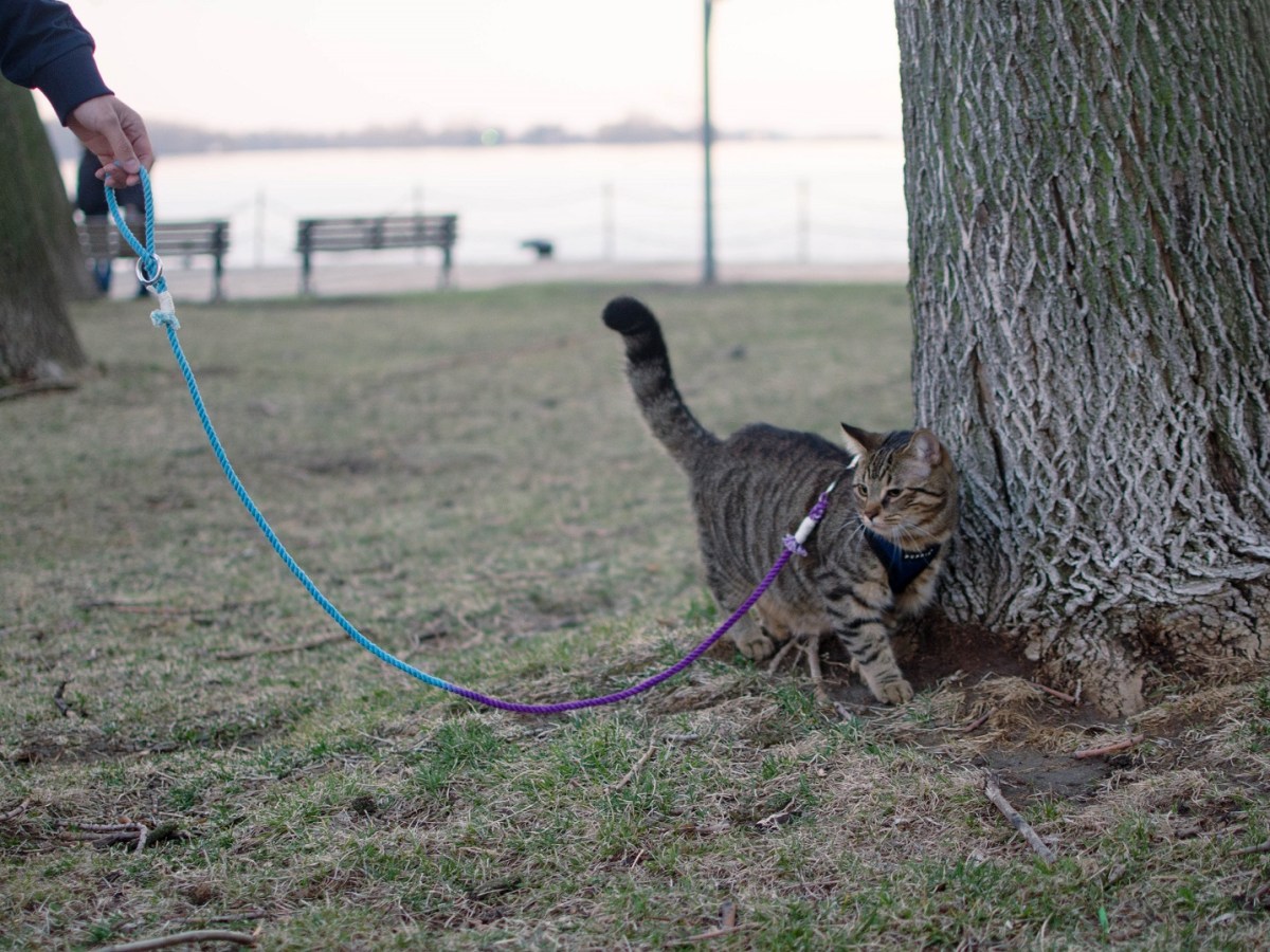 Leash and Harness&nbsp;Training
