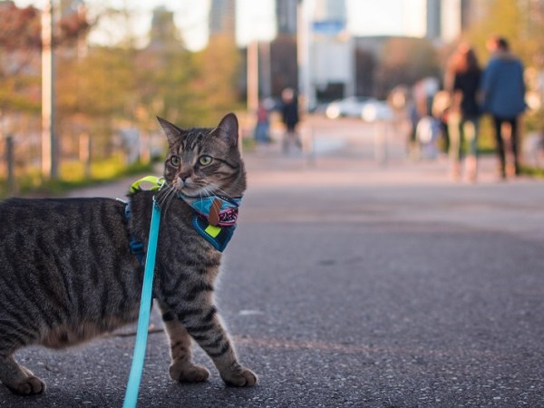 Should You Get Pet&nbsp;Insurance