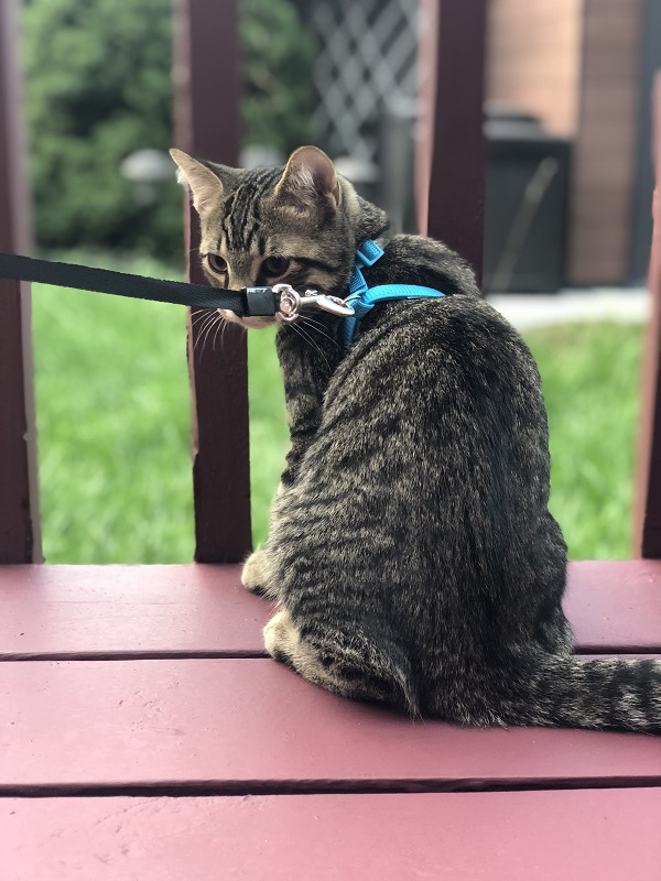 Leash and Harness Training – Theoretically Teddy