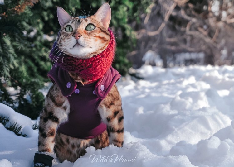 Maui’s Story – “Aggressive” Cat to Adventure&nbsp;Cat