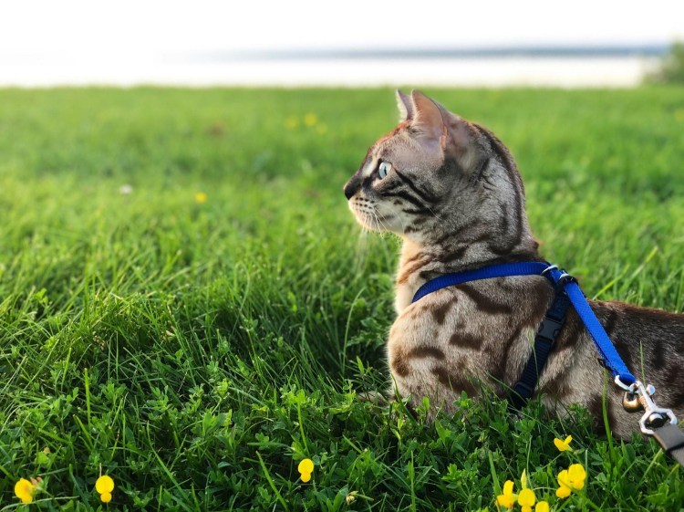 Meet Basil! From Thought Crimes at Home to Superstar on the&nbsp;Leash