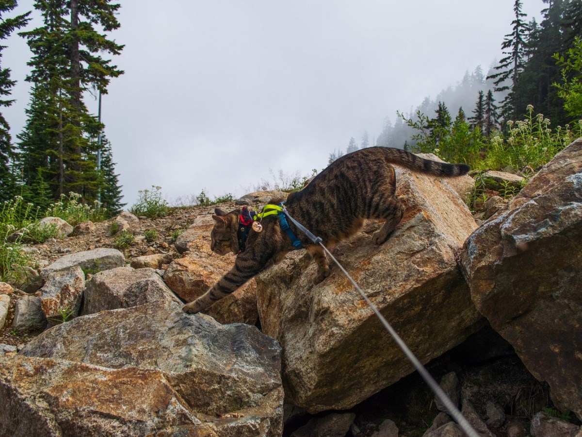 Teddy’s Harness Recommendations