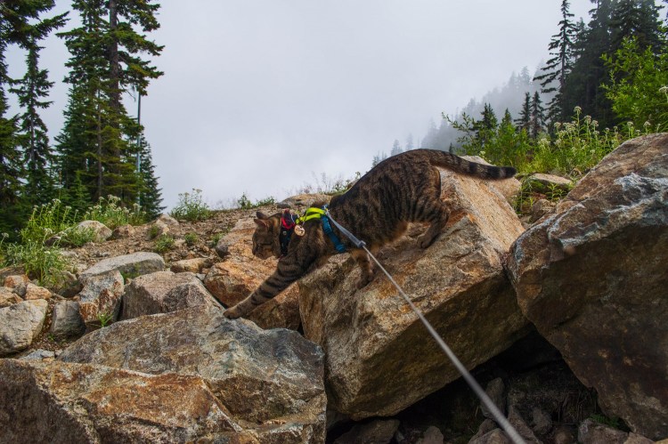 Teddy’s Harness Recommendations