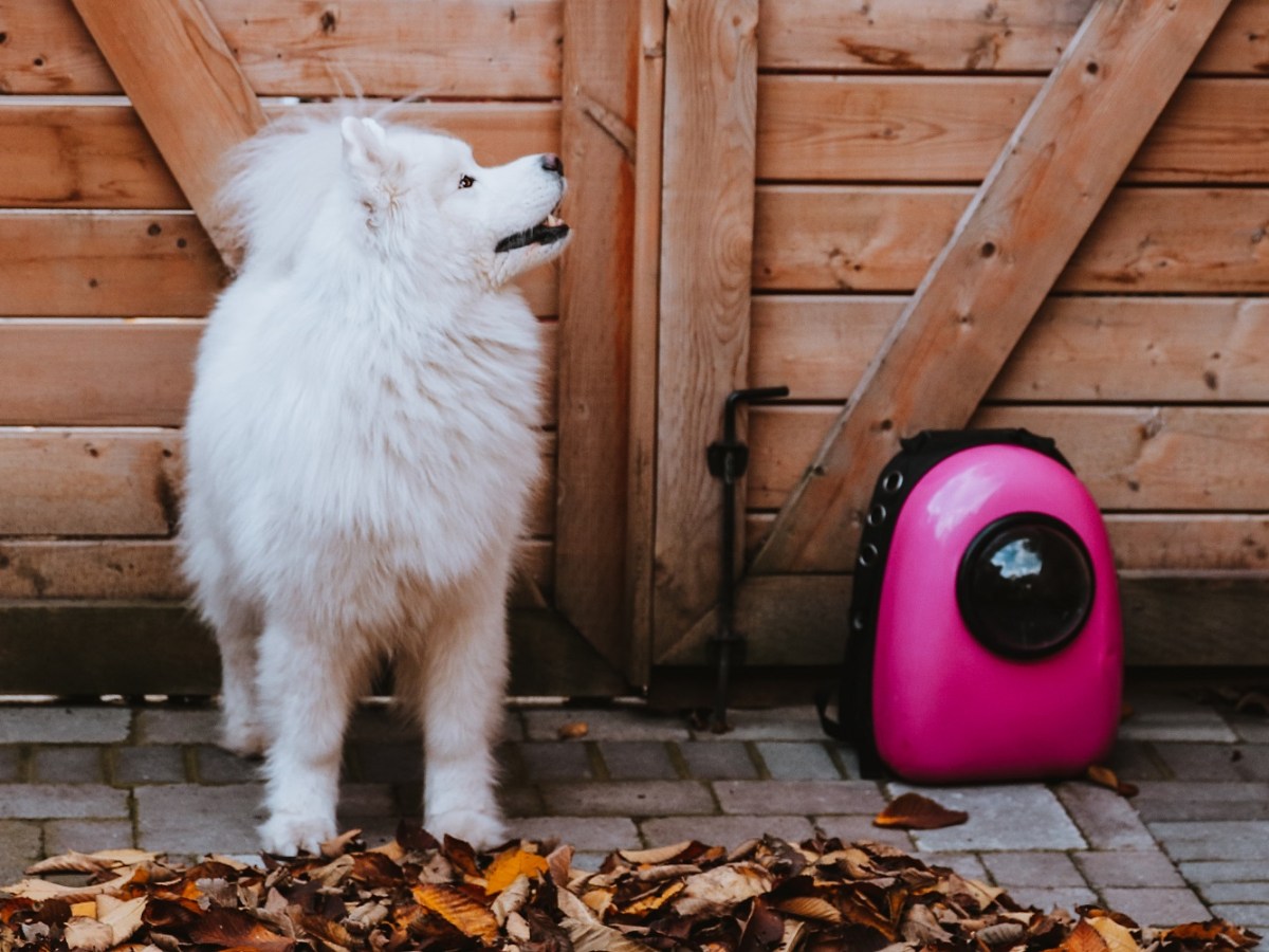 Celeste the Space Ship&nbsp;Kitty