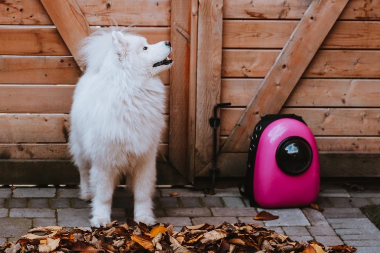 Celeste the Space Ship&nbsp;Kitty