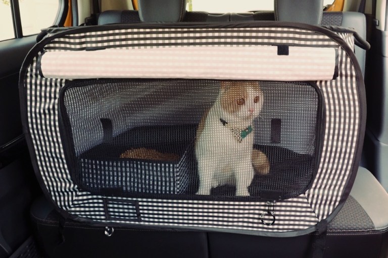 The Ultimate Guide to Car Travel With a Cat – Theoretically Teddy