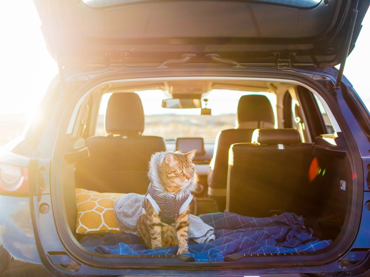The Ultimate Guide to Car Travel With a&nbsp;Cat