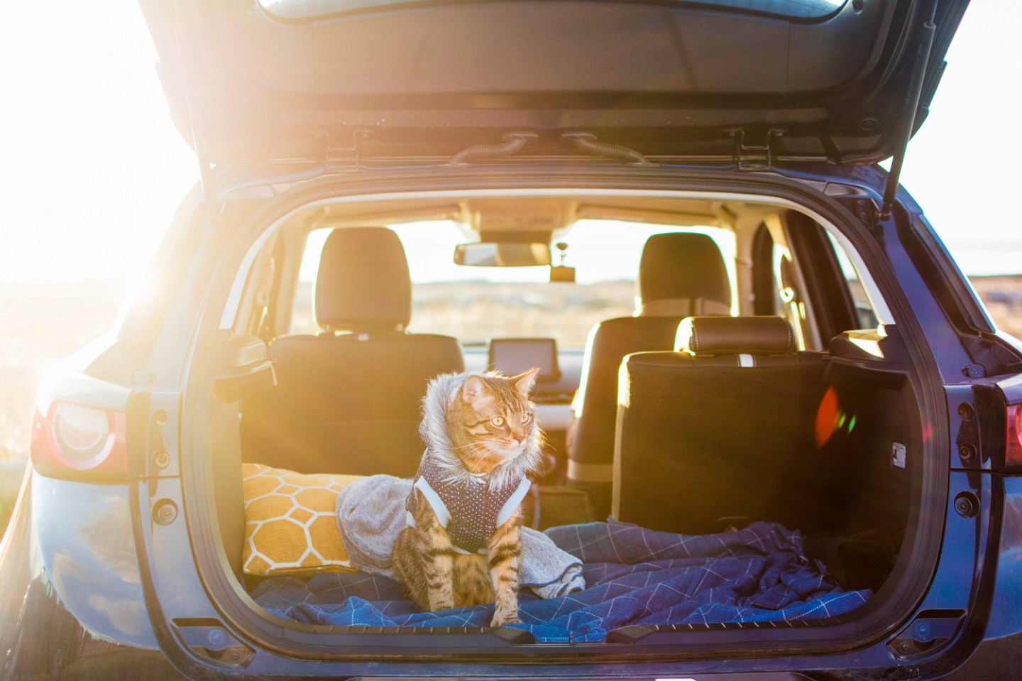 The Ultimate Guide to Car Travel With a Cat – Theoretically Teddy