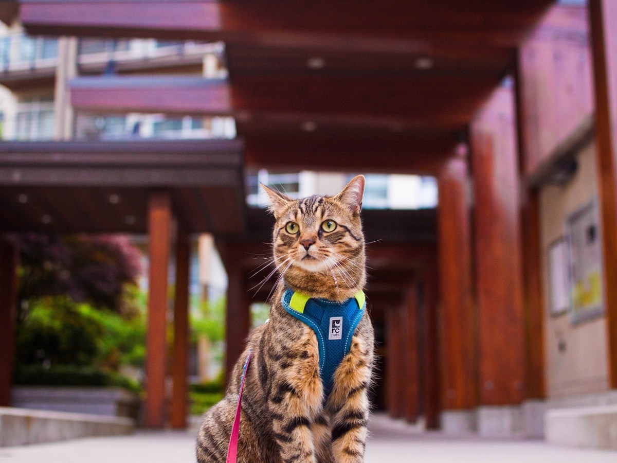 Staying at a Hotel or Airbnb (With a&nbsp;Cat)