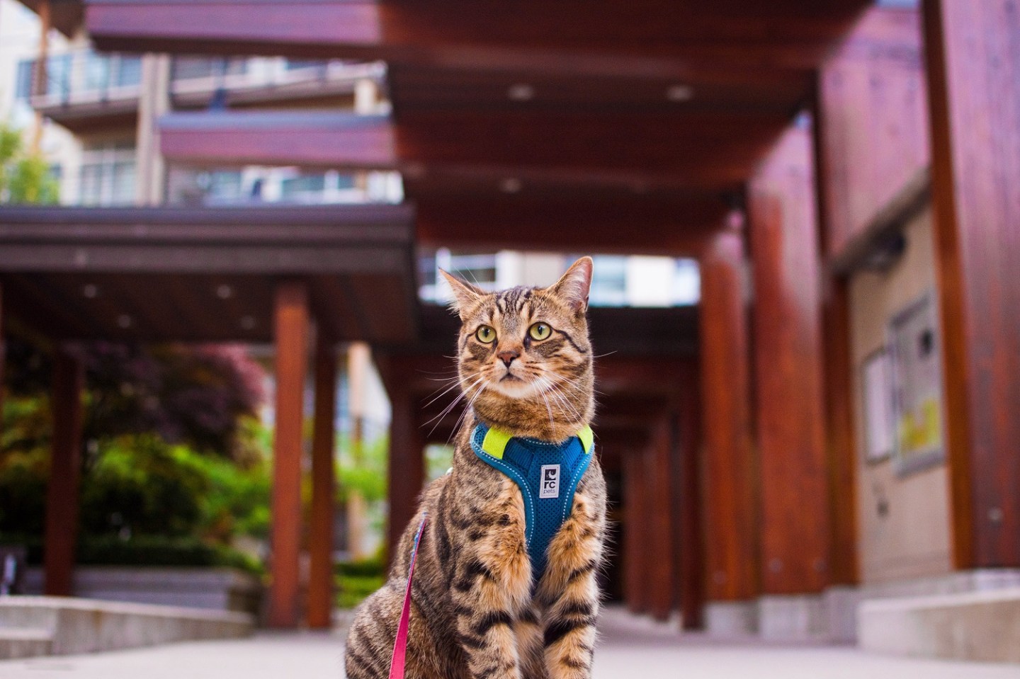 The Ultimate Guide to Car Travel With a Cat – Theoretically Teddy