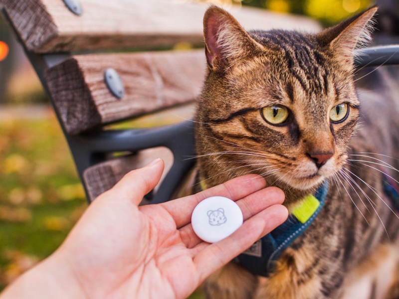Apple AirTag for Cat Tracking –&nbsp;Review