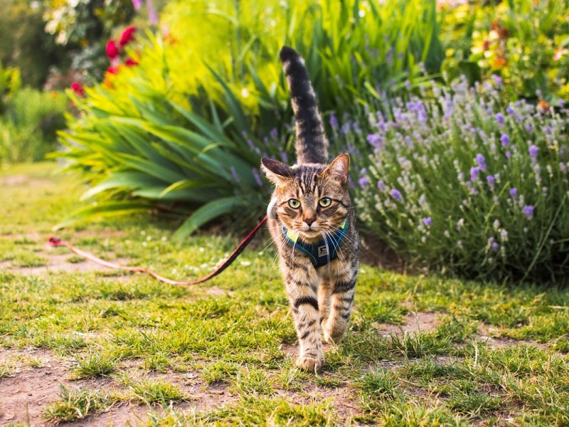 Recall and Off-Leash in&nbsp;Cats