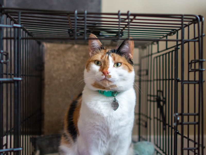 Crate Training for Cats – With&nbsp;Frankie