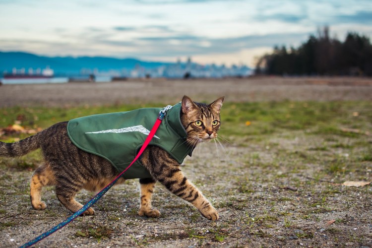 Train Your Cat to Walk on a&nbsp;Leash