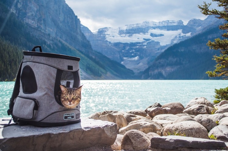 Cat Backpack Training