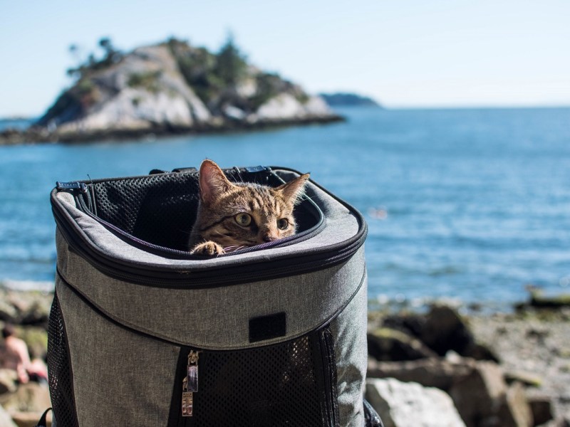 Best Cat Backpacks
