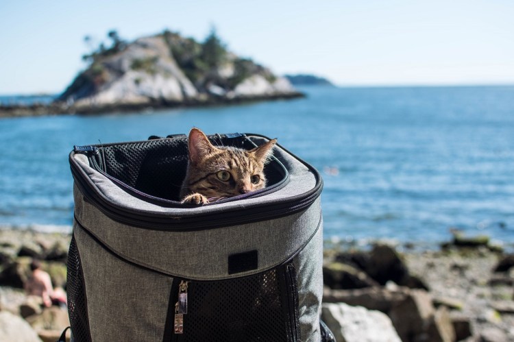 Best Cat Backpacks