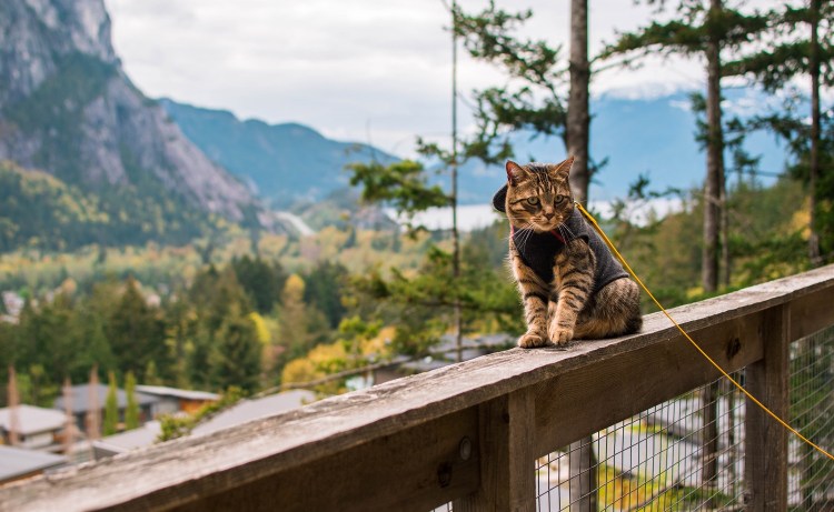 Map – Cat Friendly&nbsp;BC