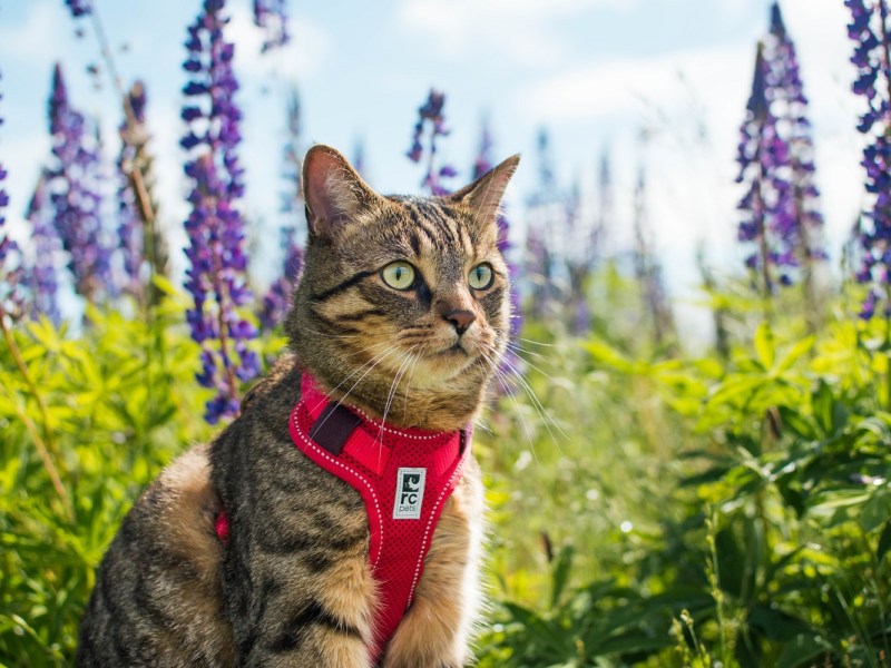 Best Cat Harnesses