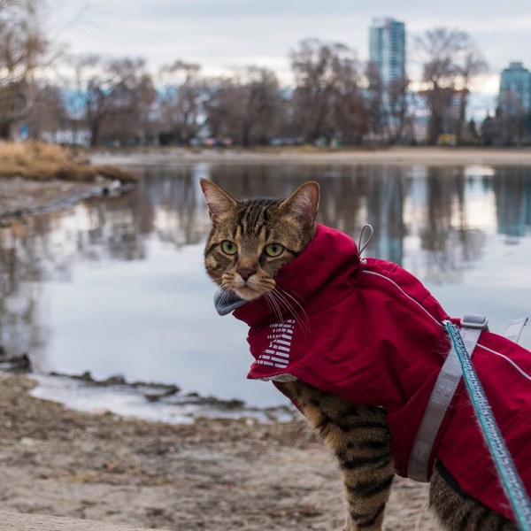 Top Picks for Best Cat&nbsp;Jackets
