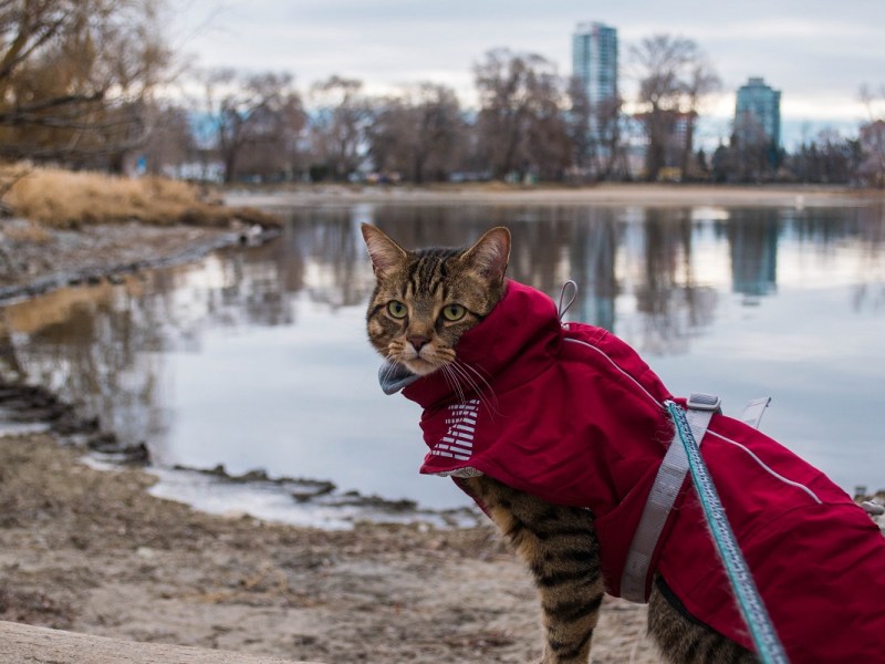 Top Picks for Best Cat&nbsp;Jackets
