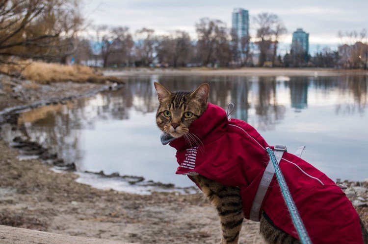 Top Picks for Best Cat&nbsp;Jackets