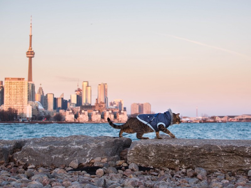 Travel Guide: Toronto,&nbsp;ON