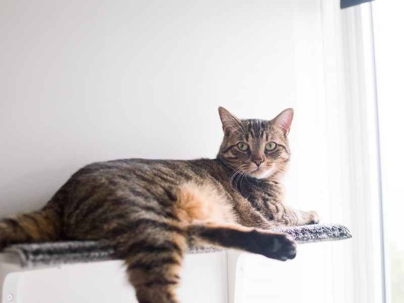 Living in a Small Space With a&nbsp;Cat