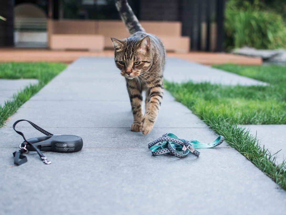 Best Cat Leashes