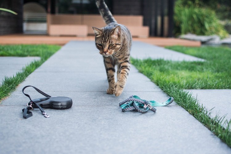 Best Cat Leashes