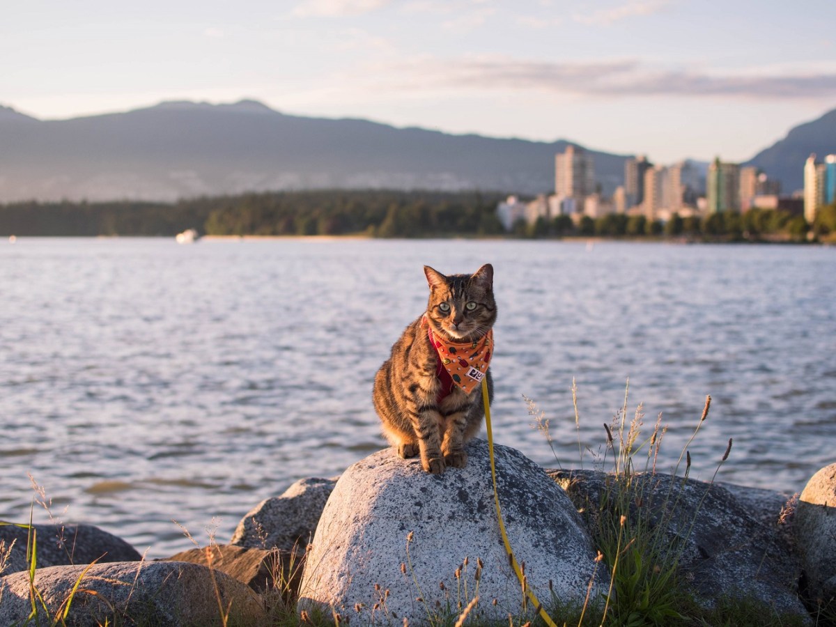 Flying with a Cat – Navigating Air Travel with Your Furry&nbsp;Feline