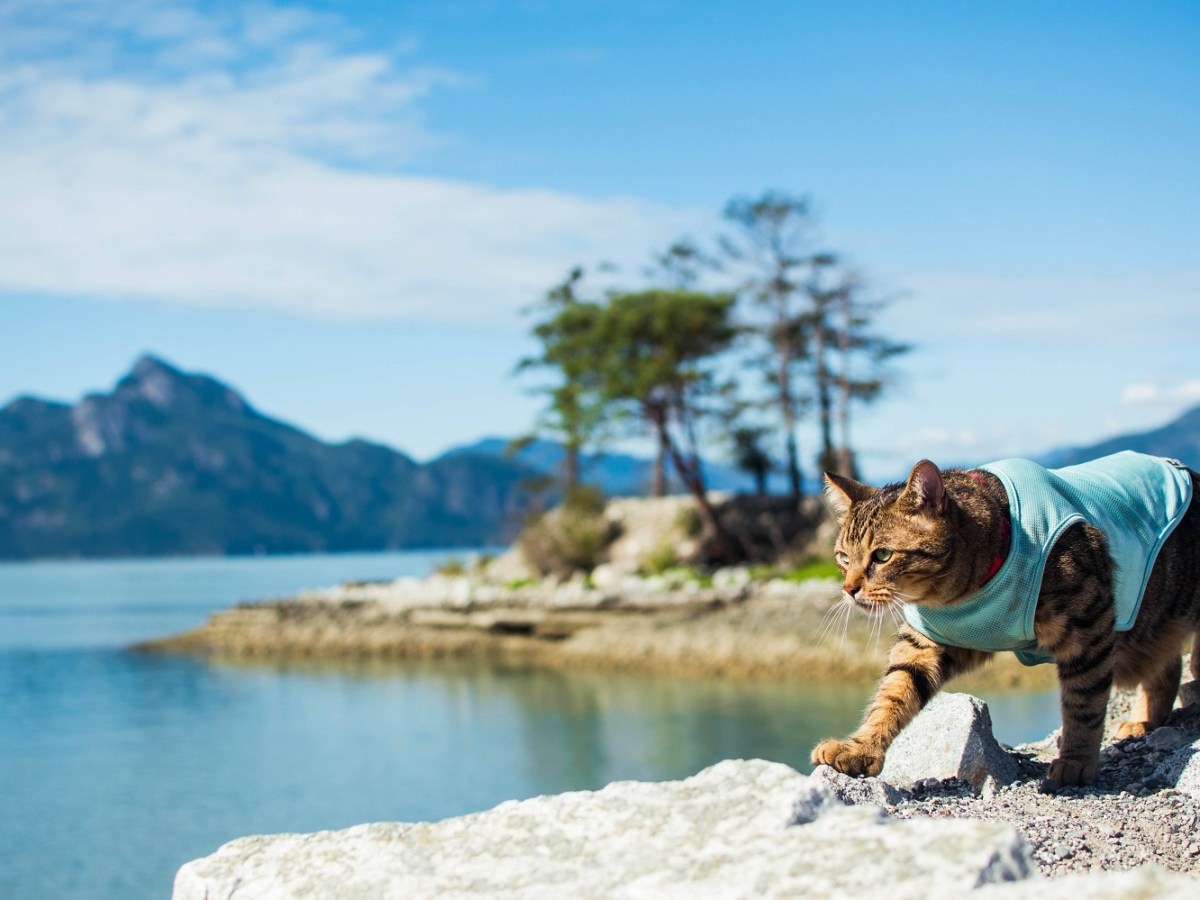 How to Prepare Your Cat for Plane&nbsp;Travel