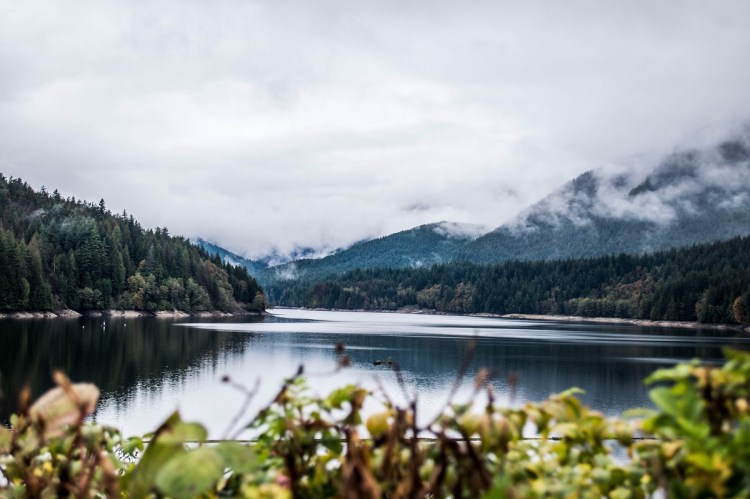 Best Easy Rainy Day Trails Near Vancouver (for&nbsp;Cats)