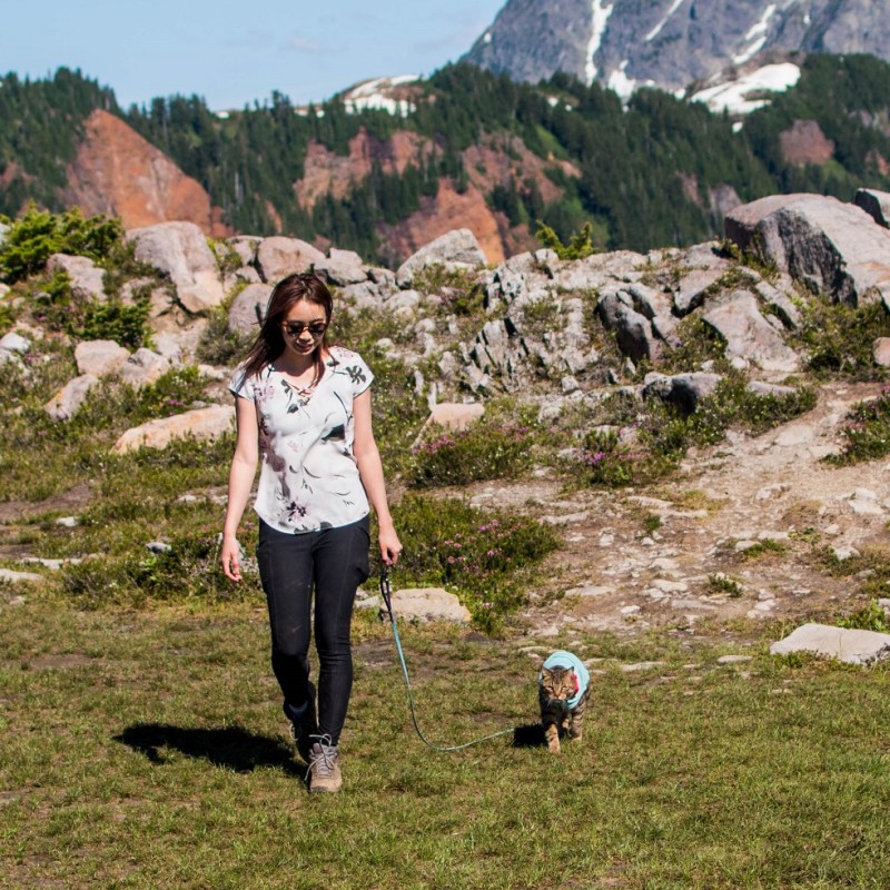 A Beginner’s Guide to Cat Leash&nbsp;Training