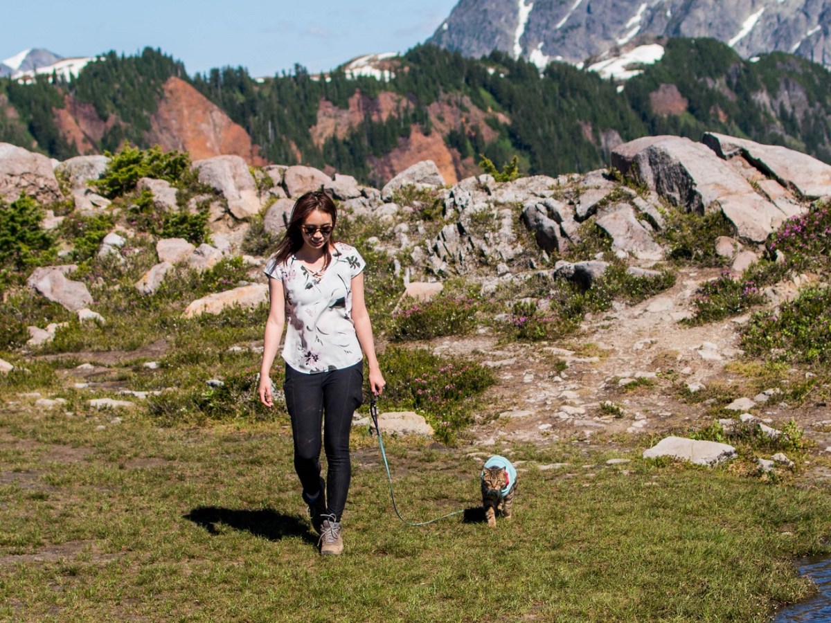 A Beginner’s Guide to Cat Leash&nbsp;Training