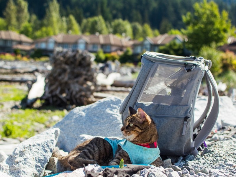 Best Travel Litter Boxes in&nbsp;2023