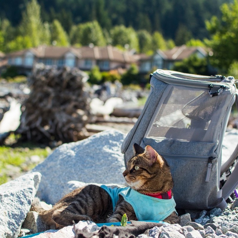 Best Travel Litter Boxes in&nbsp;2023