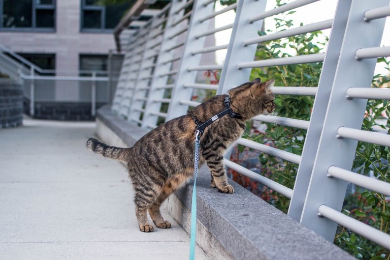 A Beginner’s Guide to Cat Leash Training – Theoretically Teddy
