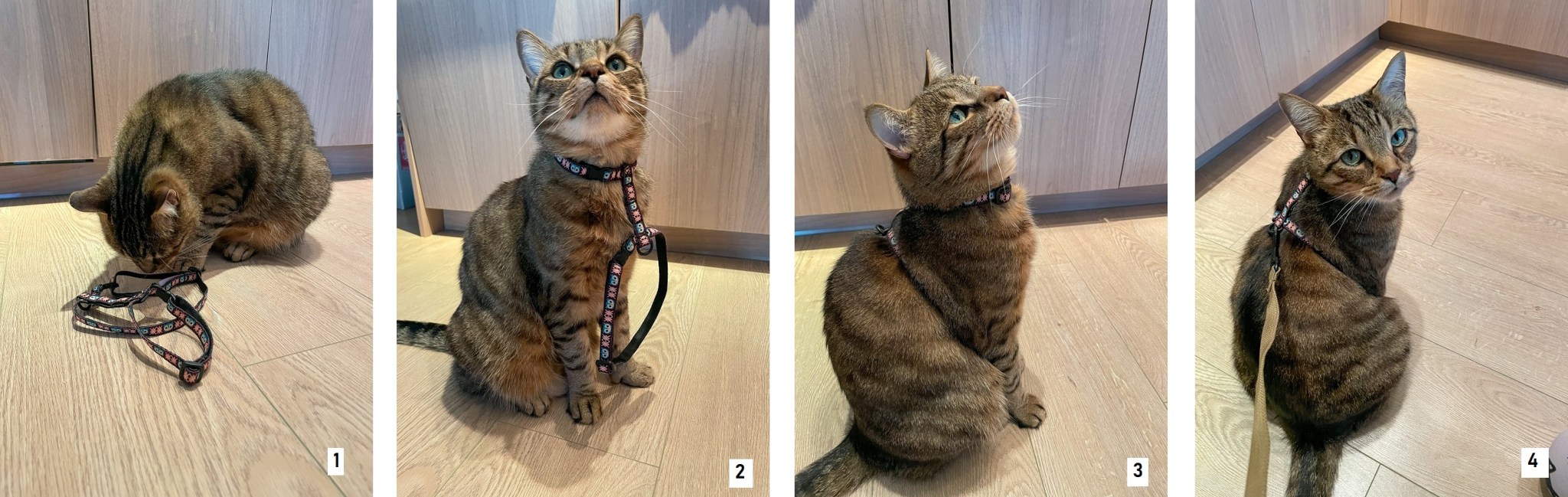 A Beginner’s Guide to Cat Leash Training – Theoretically Teddy