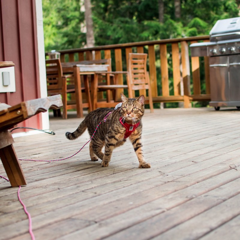 Travel Litter Box – Accessories to Bring on Your&nbsp;Trip