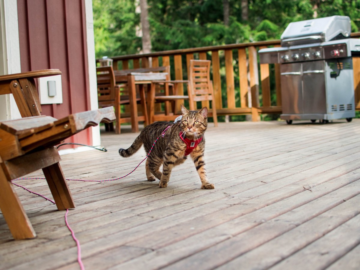 Travel Litter Box – Accessories to Bring on Your&nbsp;Trip