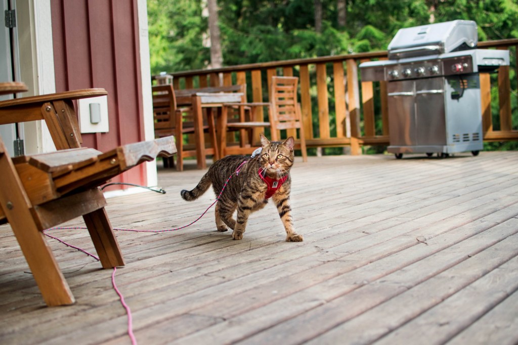 The Ultimate Guide to Car Travel With a Cat – Theoretically Teddy