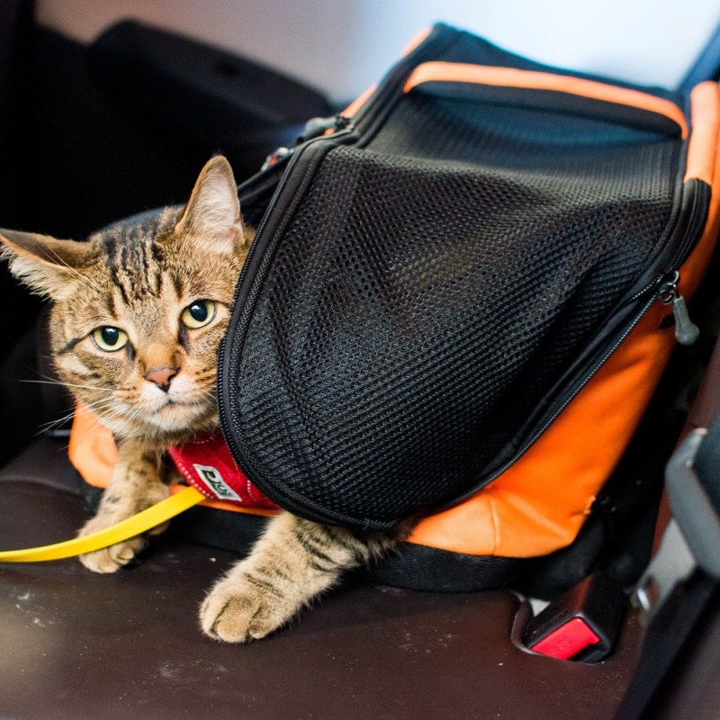 Sleepypod Air In-Cabin Carrier&nbsp;Review