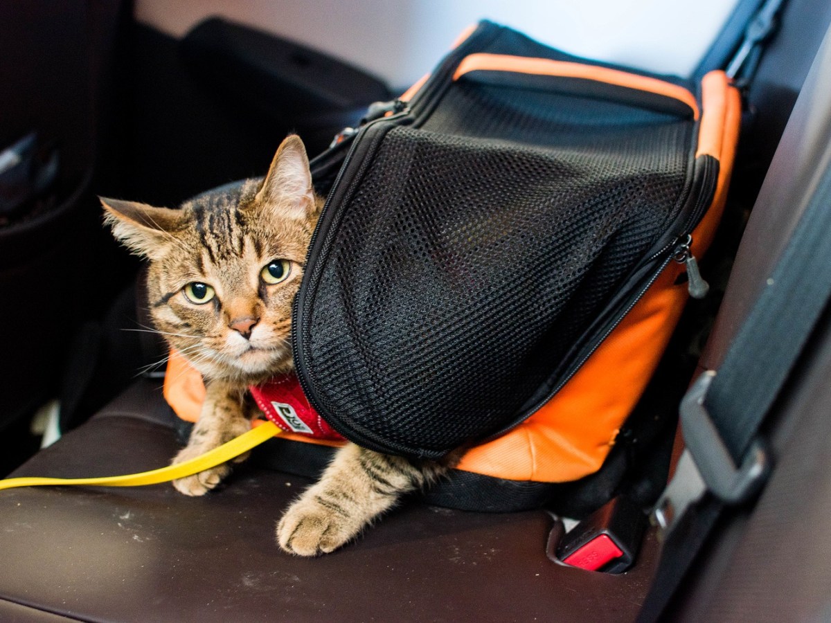 Sleepypod Air In-Cabin Carrier&nbsp;Review