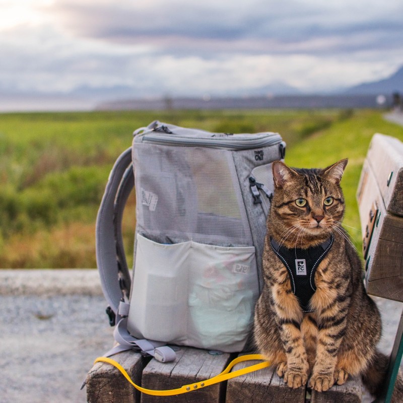 Travel Cat The Navigator Cat Backpack Review (Updated&nbsp;2023)
