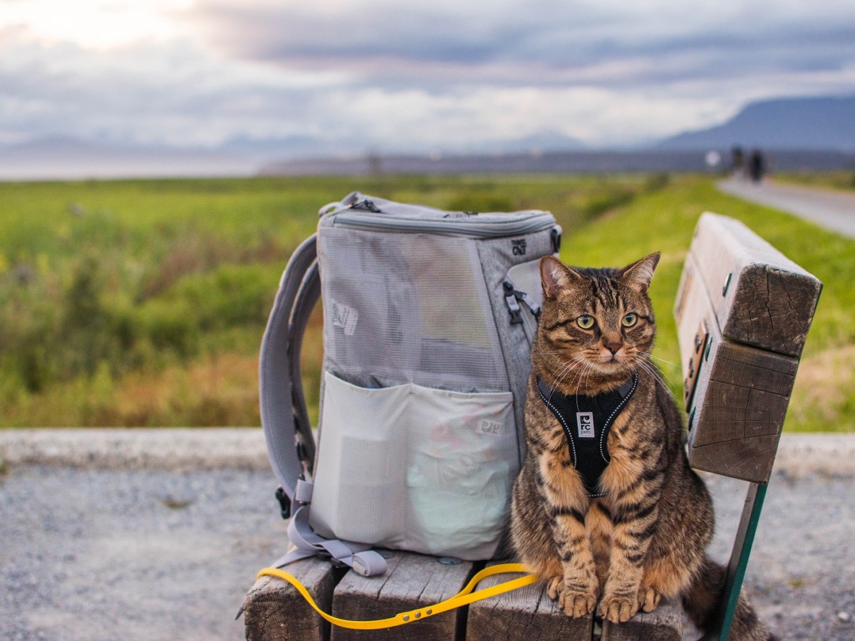 Travel Cat The Navigator Cat Backpack Review (Updated&nbsp;2023)