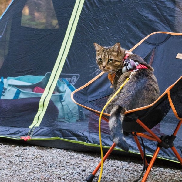 Guide: How to Camp With Your&nbsp;Cats