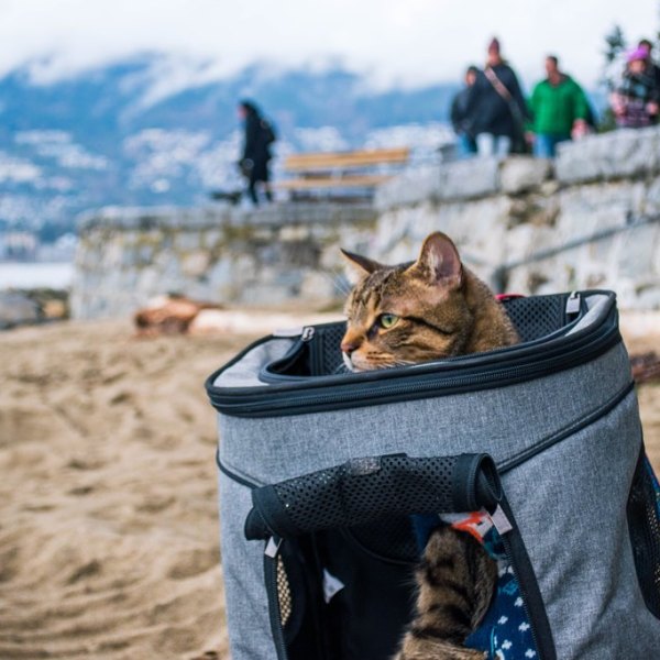 Petsfit Pet Carrier Backpack&nbsp;Review