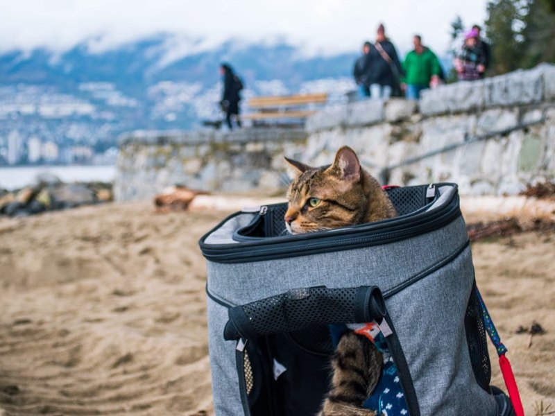 Petsfit Pet Carrier Backpack&nbsp;Review